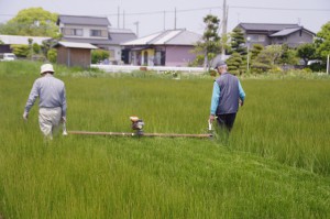 先刈りは二人で行います